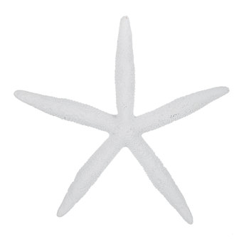 Sand Dollar Starfish Wall Decor Hobby Lobby 1305804